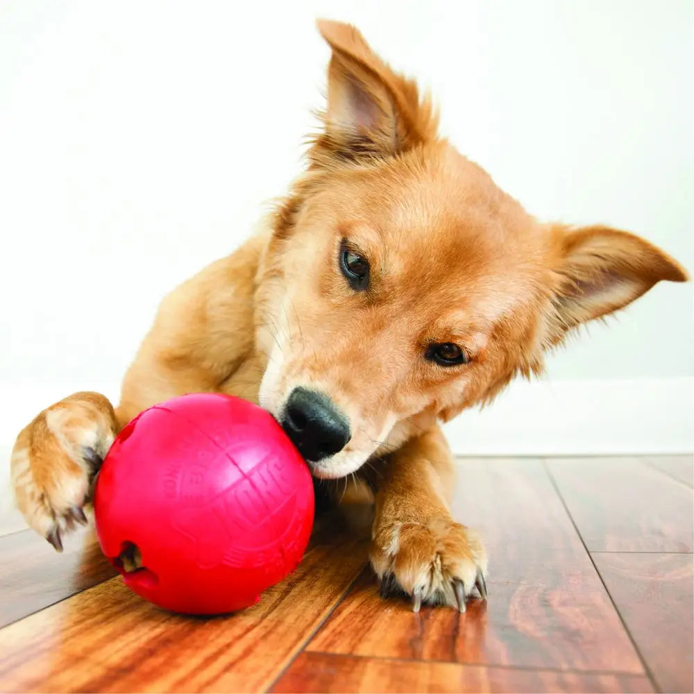 KONG Classic Biscuit Ball Hundespielzeug S-Größe