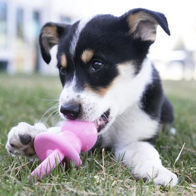 KONG Puppy Binkie Größe S/M