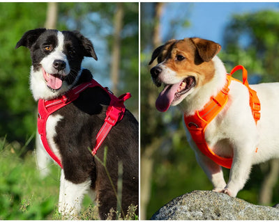 Cloud Soft Harness Dog Vest