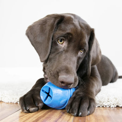 KONG Genius Leo Hundespielzeug S-Größe