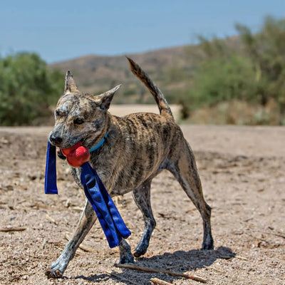 KONG Classic Tails Dog Toy