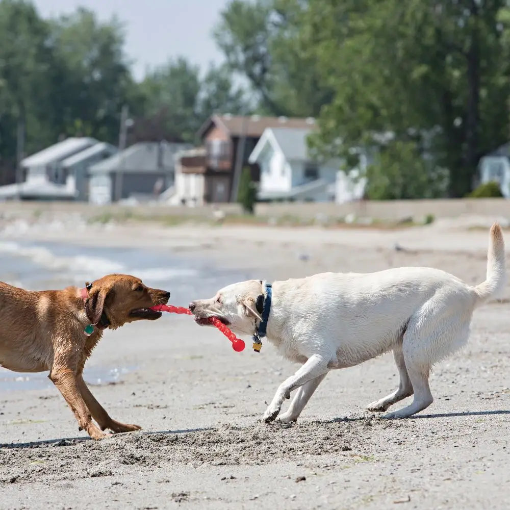 Jouet pour chien KONG Safestix taille S