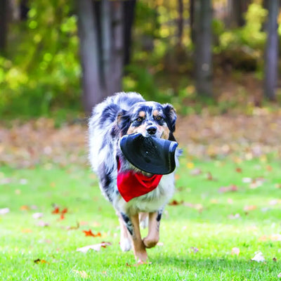 Collection de jouets à mâcher pour chien KONG Classic Taille XL