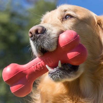 KONG Classic Goodie Bone Hundespielzeug, Größe M