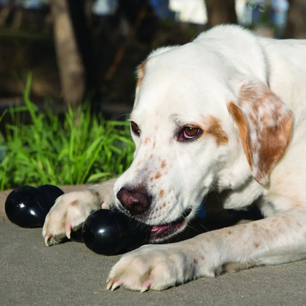 Jouet pour chien KONG Extreme Goodie Bone Taille M