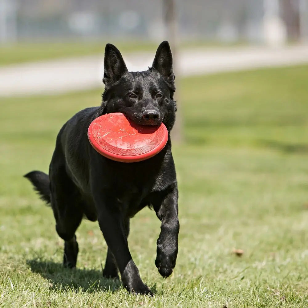 KONG Classic Flyer Dog Toy Size-S