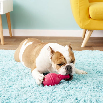 KONG Genius Leo Hundespielzeug, Größe L