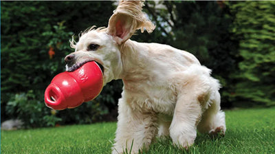 KONG Bounzer Dog Toy Size-L