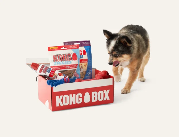 KONG Starterbox für Welpen