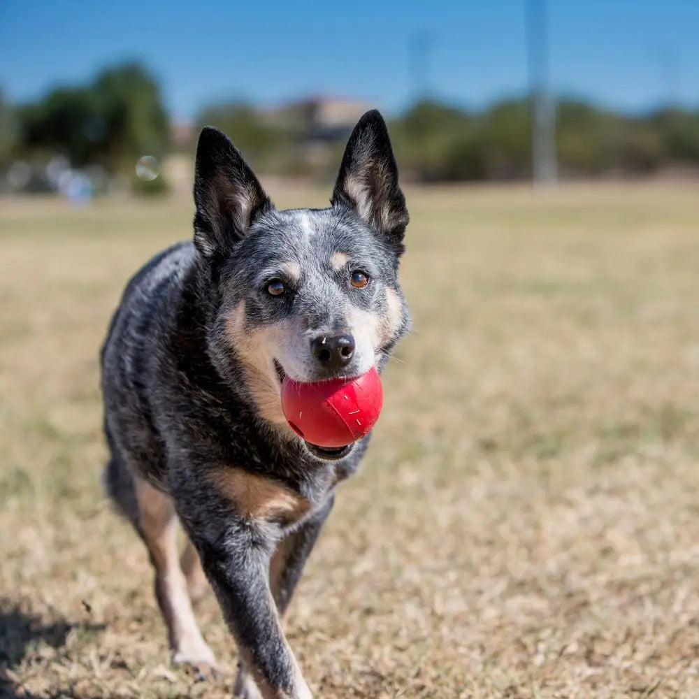 KONG Ball Hundespielzeug Größe M/L