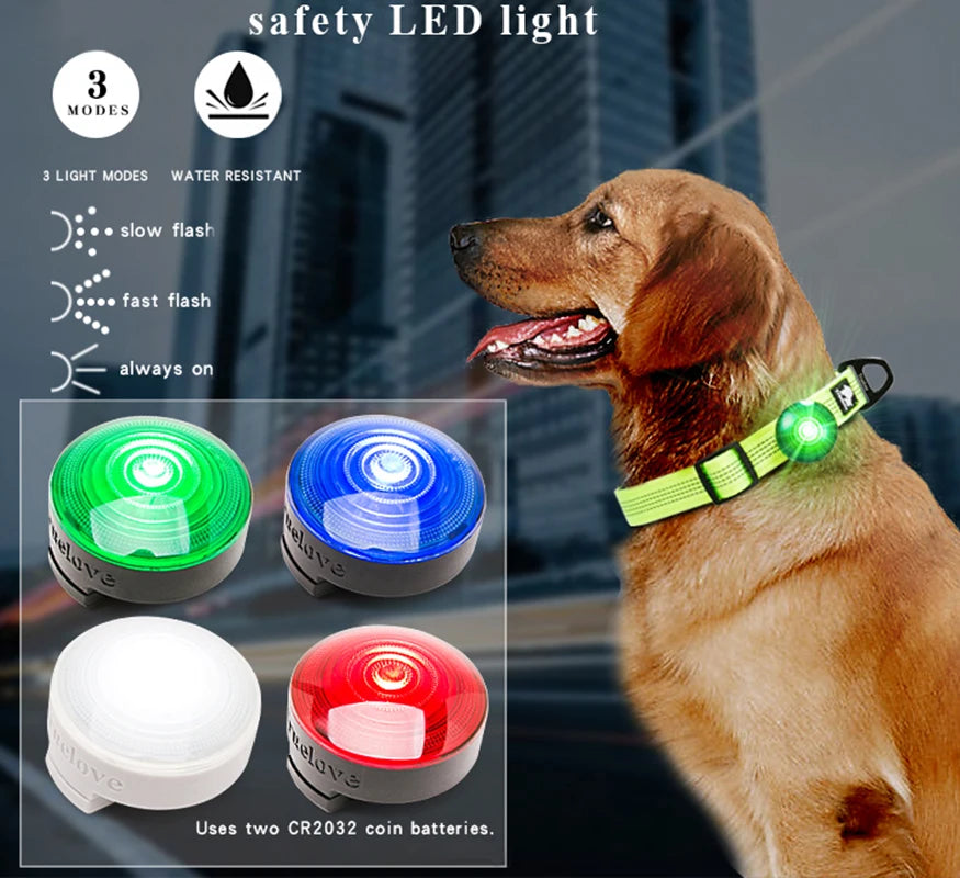 Lampe LED de sécurité pour collier et laisse pour animaux de compagnie, résistante à l'eau