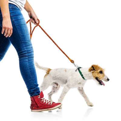 Laisse tressée en cuir roulé de qualité supérieure pour chien