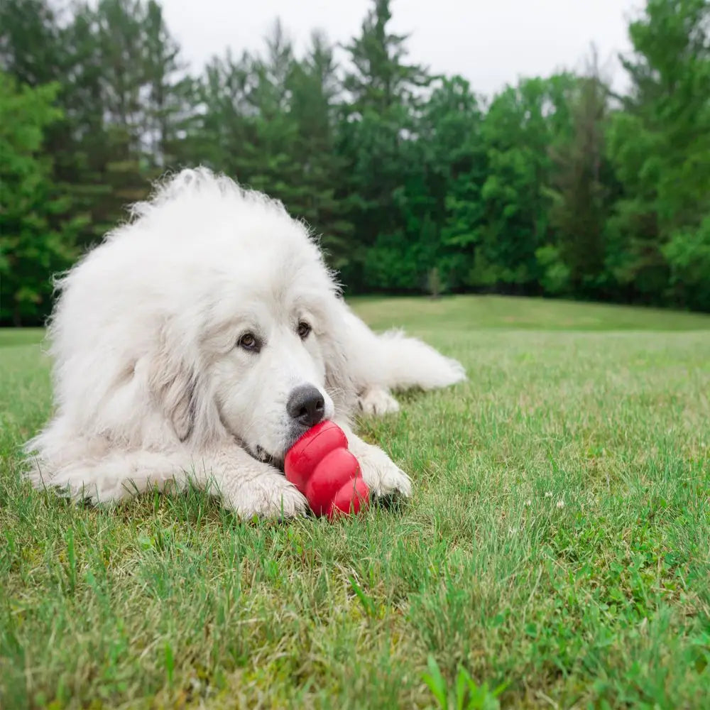 Collection de jouets à mâcher pour chien KONG Classic Taille XXL