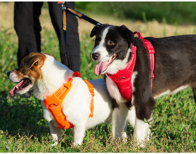 Cloud Soft Harness Hundeweste