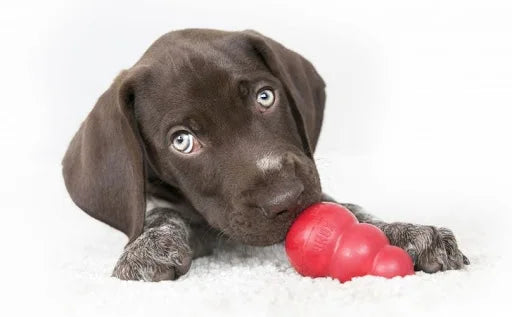 Collection de jouets à mâcher pour chien KONG Classic, taille XS