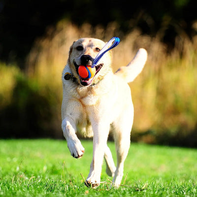 Jouet pour chien Chuckit! Ultra Tug, jouet à rapporter et à tirer avec une balle pour chien