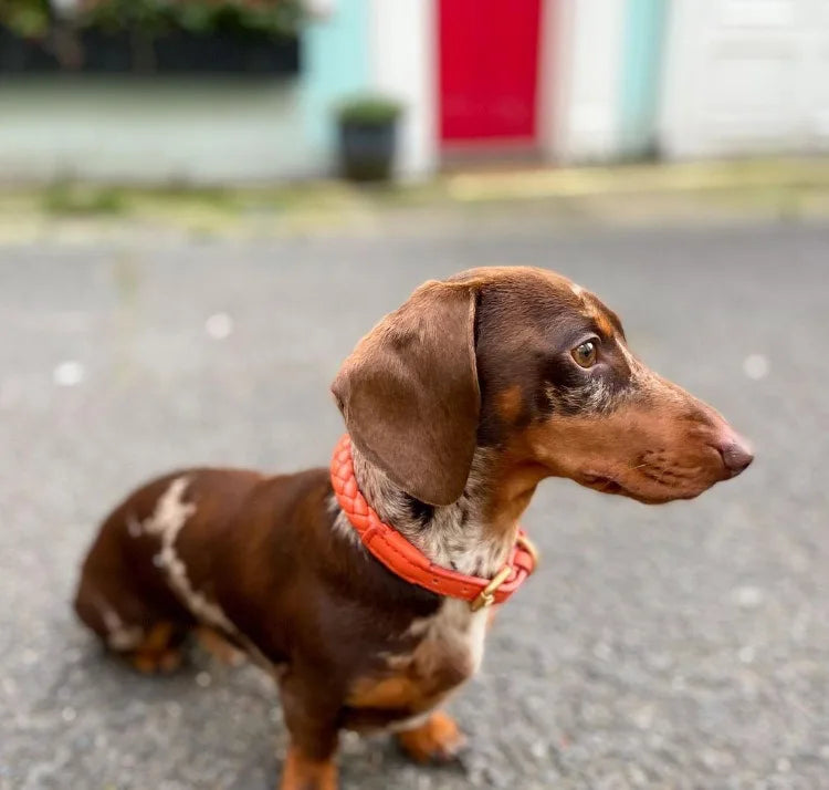 Ensemble collier et laisse pour chien en cuir de qualité supérieure, plusieurs couleurs