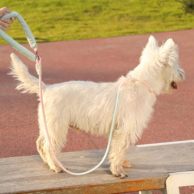 Laisse et collier pour chien Cloud Comfort en une seule pièce réglable