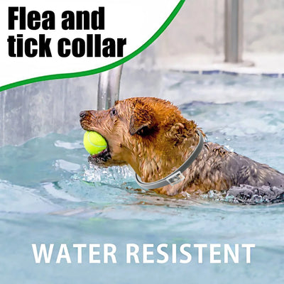 Protection Flea & Tick Collar Silicone 8 Month