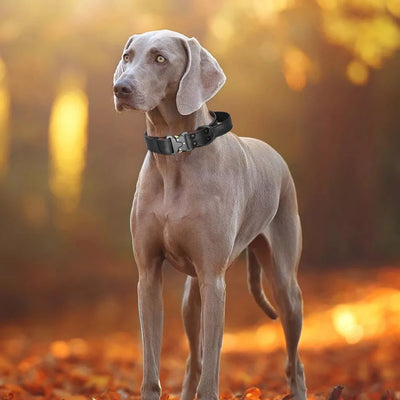 Collier pour gros chien en cuir véritable souple avec contrôle rapide par clic – Confort et contrôle haut de gamme