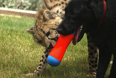 Chuckit! Amphibisches Bumper Apportier- und Schwimmspielzeug für Hunde