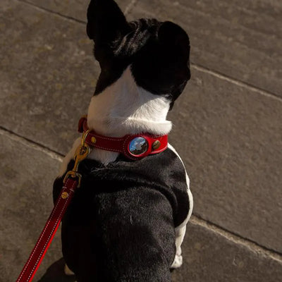 Collier anti-perte pour chien Apple Airtag Tracker