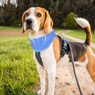 Bandana rafraîchissant instantané pour chien Cool Down