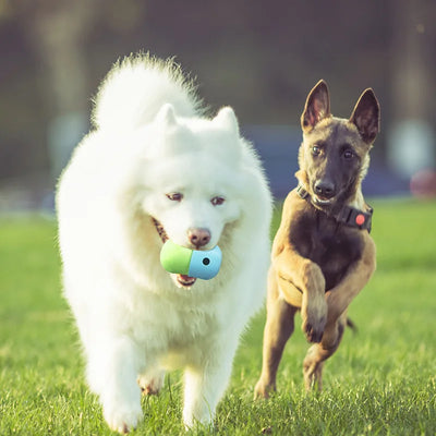 Jouet interactif pour chien avec boule qui fuit et gamelle à alimentation lente