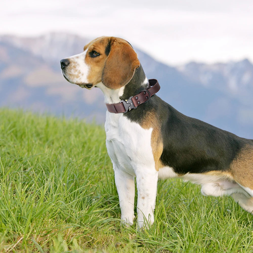 Collier pour gros chien en cuir véritable souple avec contrôle rapide par clic – Confort et contrôle haut de gamme