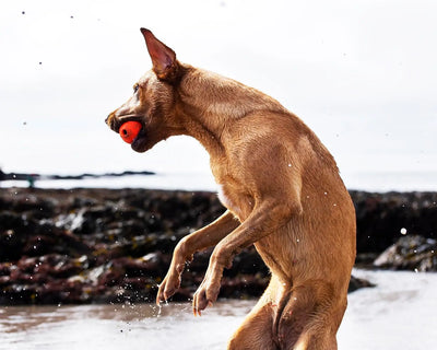 Apportierball für Hunde