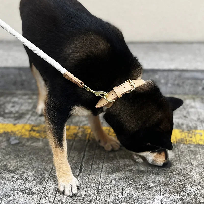 Ensemble élégant de collier et laisse pour chien en cuir tressé