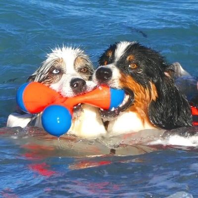 Chuckit! Amphibisches Bumper Apportier- und Schwimmspielzeug für Hunde