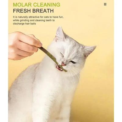 Bâton de nettoyage et de traitement naturel pour les dents à la menthe pour chat