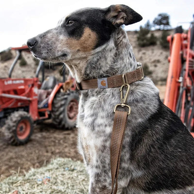 Laisse et collier pour animaux de compagnie Carhartt Cross Country