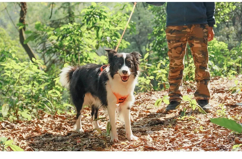 Harnais pour chien Easy Walk avec laisse rétractable