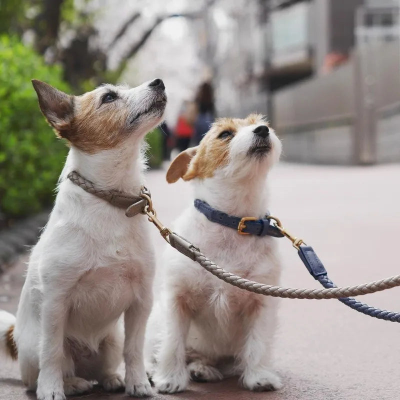 Premium-Hundehalsband- und Leinenset aus Leder, mehrere Farben