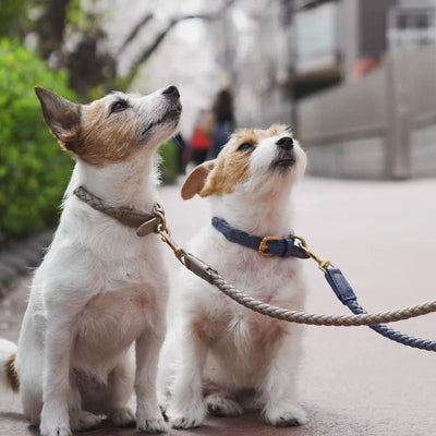 Ensemble collier et laisse pour chien en cuir de qualité supérieure, plusieurs couleurs