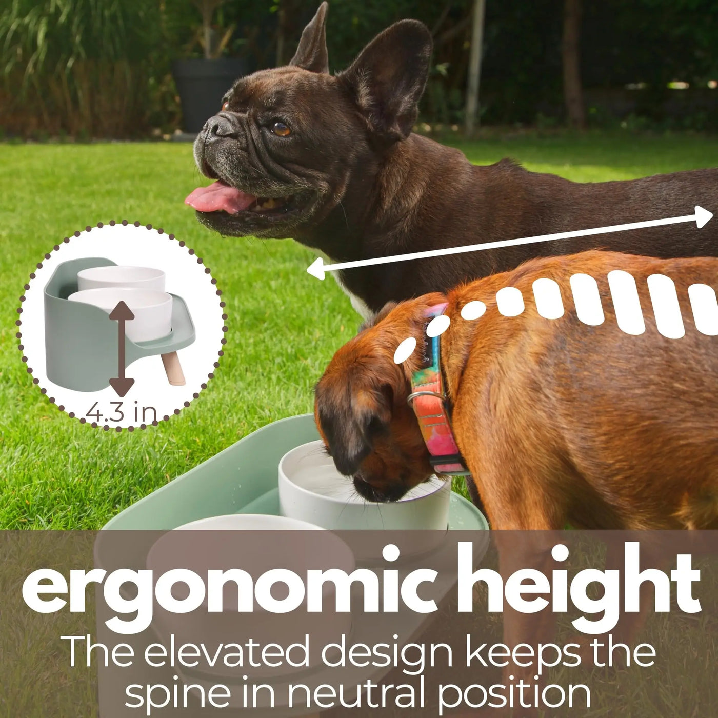 Pet Dual Bowls Stand with No-Spill Design Adjustable