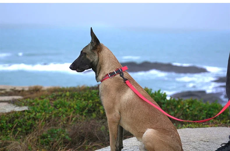 Laisse pour chien à prise souple