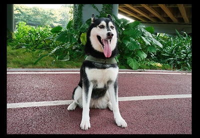 Ensemble harnais et laisse réfléchissants pour chien anti-traction