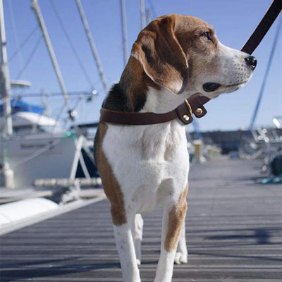 Deluxe Hundehalsband und Hundeleine aus Leder, einteilig, verstellbar, für große Hunde