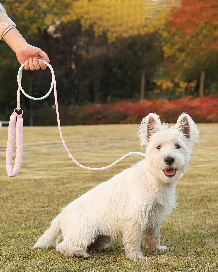 Cloud Comfort Dog Leash & Collar Onepiece Adjustable