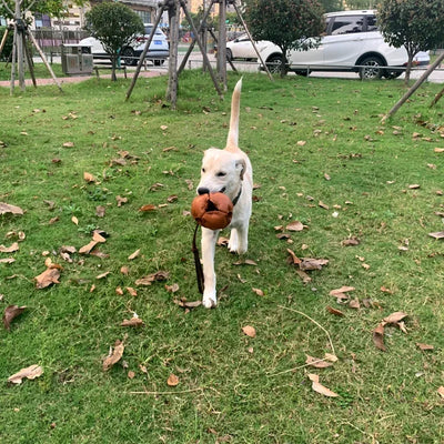 Balle d'entraînement en cuir pour chien