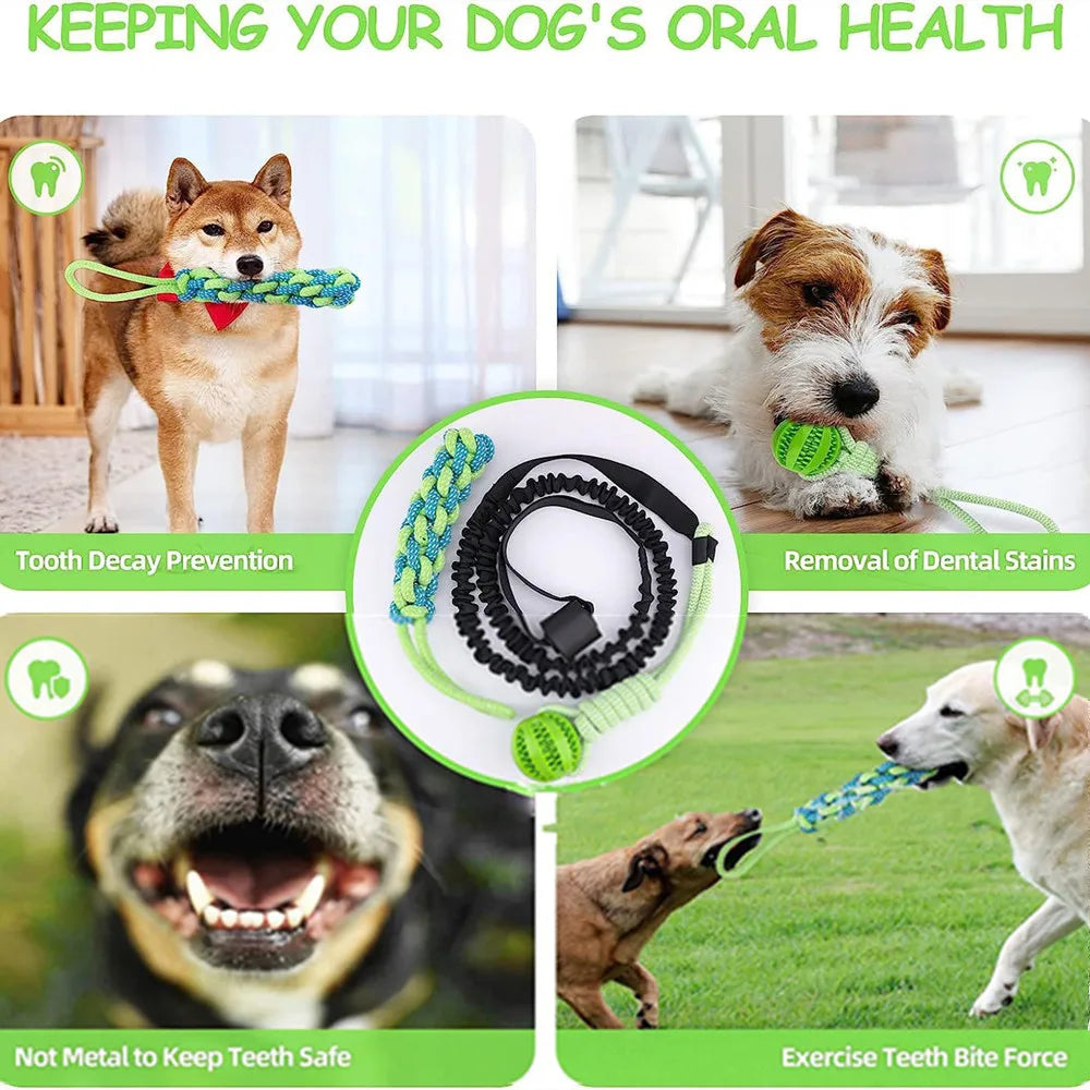 Interactive Dog Spring Rope Outdoor & Indoor Hanging