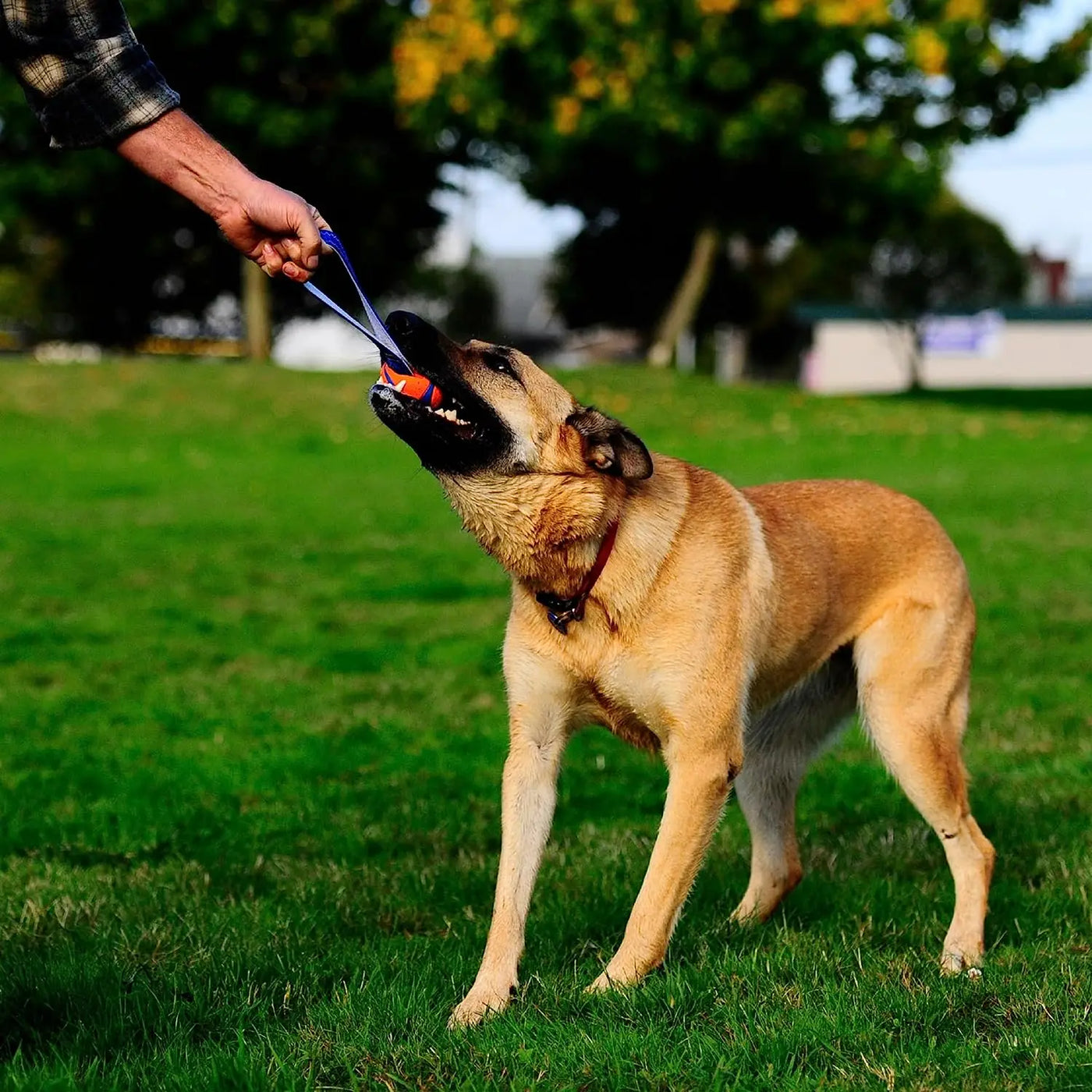 Jouet pour chien Chuckit! Ultra Tug, jouet à rapporter et à tirer avec une balle pour chien