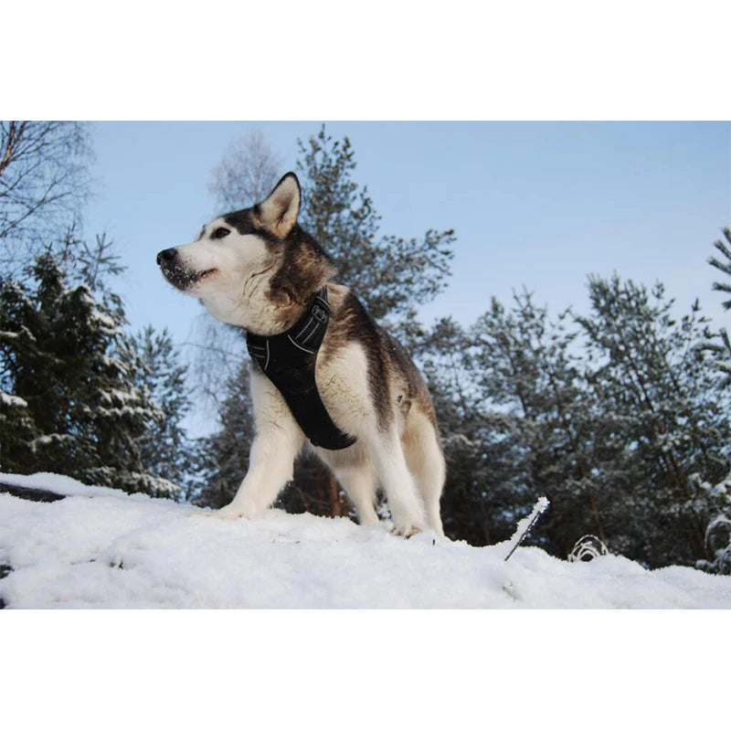 Harnais classique pour chien avec gilet souple réfléchissant à haute élasticité