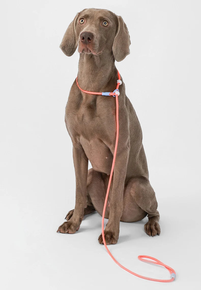 Leichtes Nylon-Hundehalsband mit rundem Seil und P-Kette, verstellbar, 150 cm