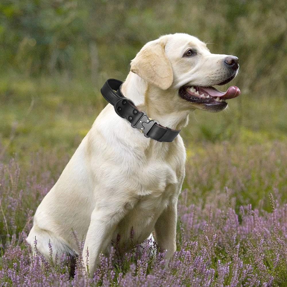 Collier pour gros chien en cuir véritable souple avec contrôle rapide par clic – Confort et contrôle haut de gamme