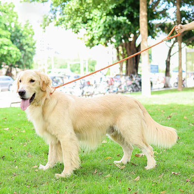 Laisse et collier pour chien de la collection Braid, une pièce