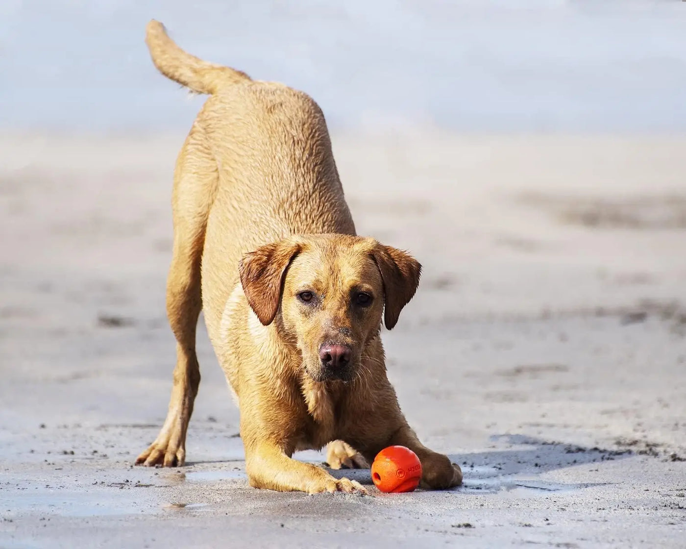 Chuck It! Fetch Medley Dog Ball Hundespielzeug, 3 Stück, Größe M